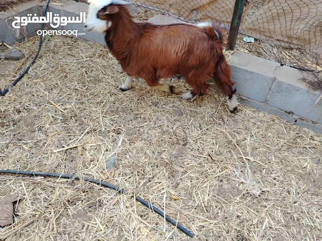 ما شاء الله تبارك الرحمن