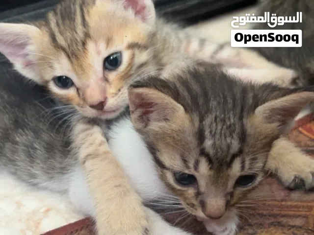 عمارهم شهر جاهزين مب ناقصنهم شي