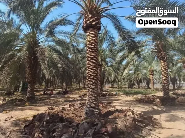 جميع أصناف النخيل ( برحي - مجهول - دجلة - أحمر - زينه )