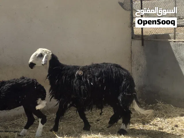 كبش نجدي فل سمنه