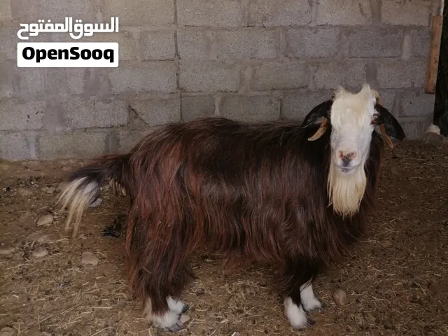شاه عاجر للبيع 80 قابل ولايه صور