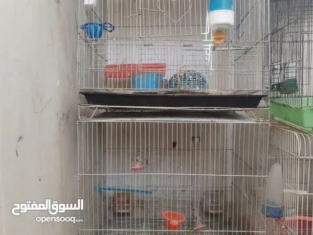 قفاص عصفير