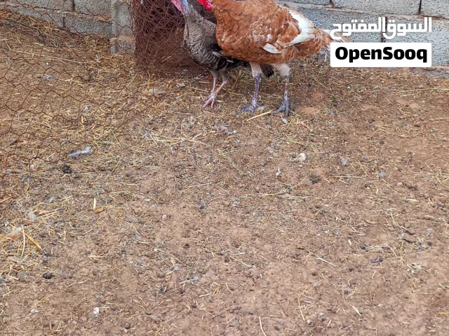 بسم الله الرحمن الرحيم متوفر دكر وانتيه ديك رومي ماشاء الله ربي يبارك عز متربي ماشاء الله تبارك الل