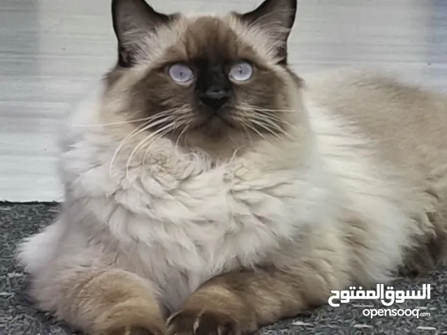 قطط لطيفة للتبني