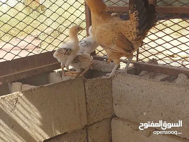 دجاجه بلدي