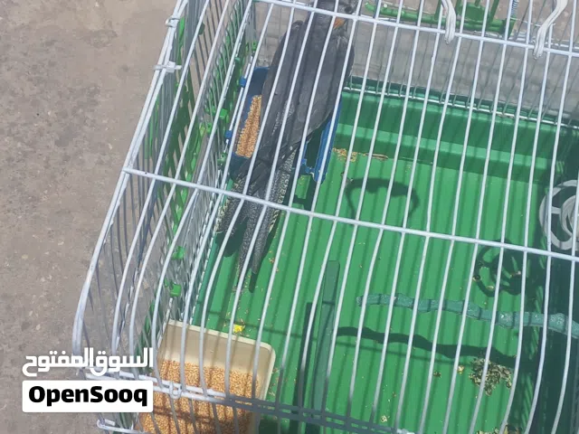 كوكتيل بسعر حرق فقط ليوم واحد