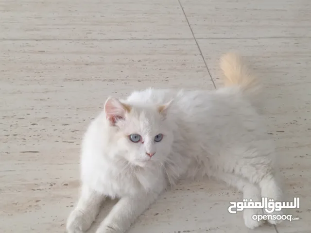 قط سيامي أراني ذكر (اقرأ كامل وصفة في الاسفل) او بدل على ايفون 11 عادي او آيفون x
