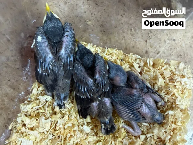 للبيع فرخ مينا