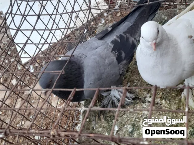 للبيع كوبية شقلاب كوبية تبارك الرحمن