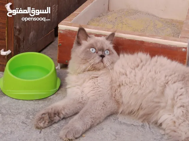 قطه هملايا بلو اللتبني