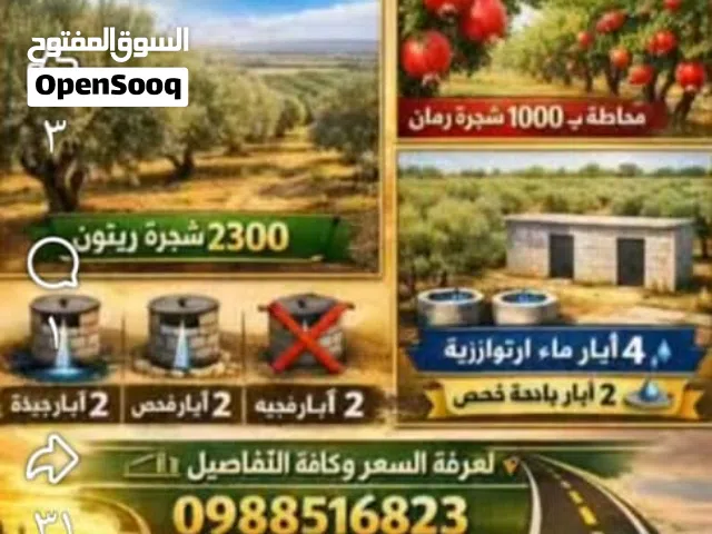 Farm Land for Sale in Homs Hisyah