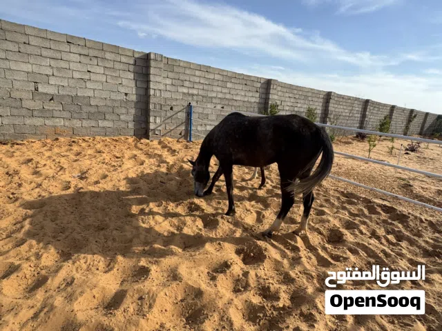 فرس للبيع ربي يبارك