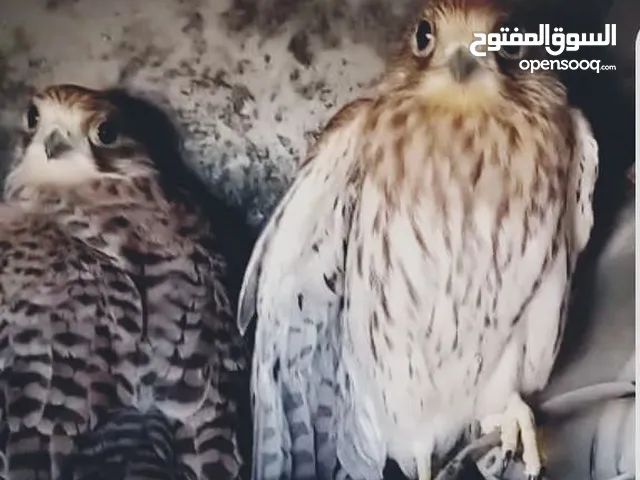 طيور للبيع