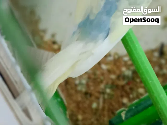 عصفير الحب تحتيها5 بيضات وهضول هي ثاني بطن الهن
