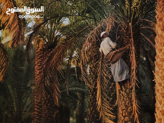دبس تمر طبيعي، بطعم لذيذ وقوام غني، بدون مواد حافظة – مناسب للاستخدام اليومي.