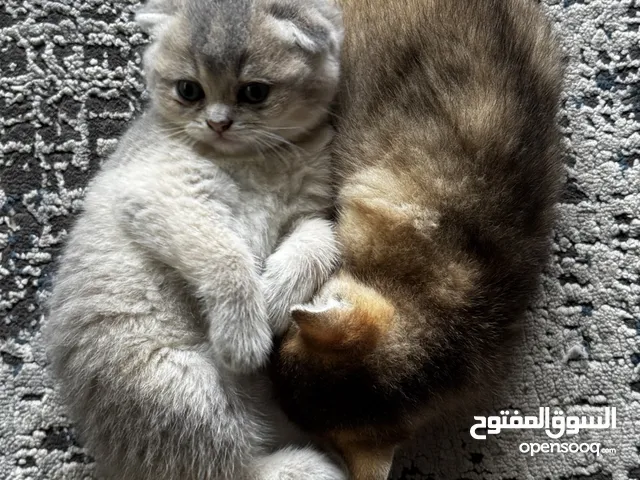 Pure British & Scoth fold kittens
