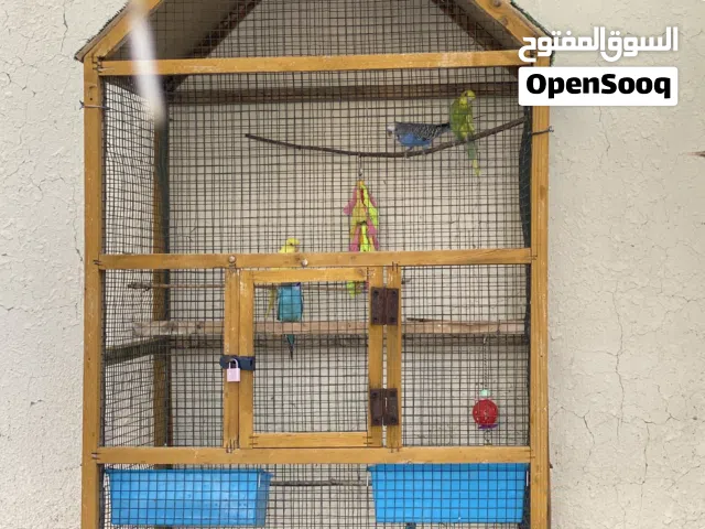 طائر البادجي مع القفص الموقع البريمي