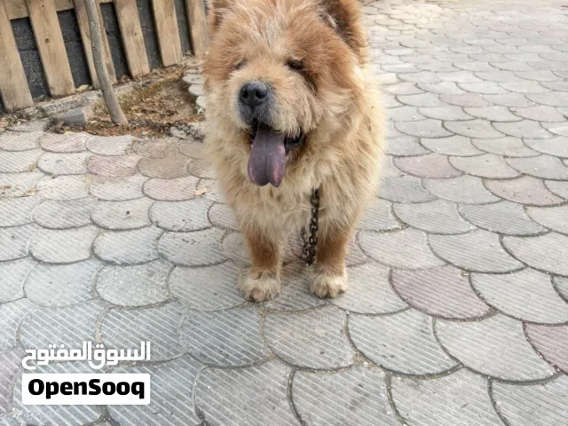 كلب تشاو تشاو