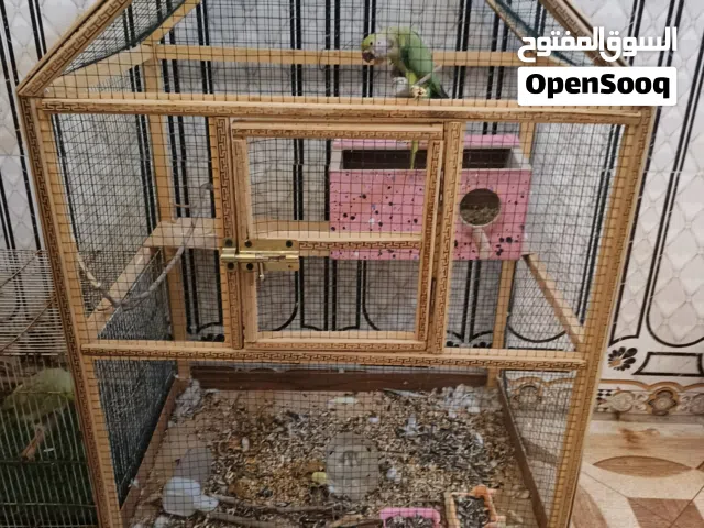 دره هندي نثية بزاره لا وحشي ولا أليف نص و نص