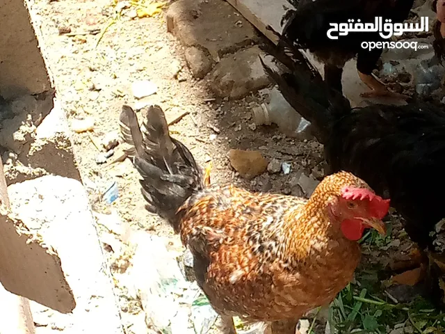 للبيع  عرب اصلي سعر زوج 30