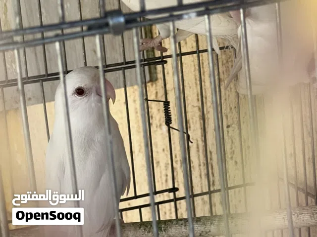 بركيديلو روز البينو عين حمراء