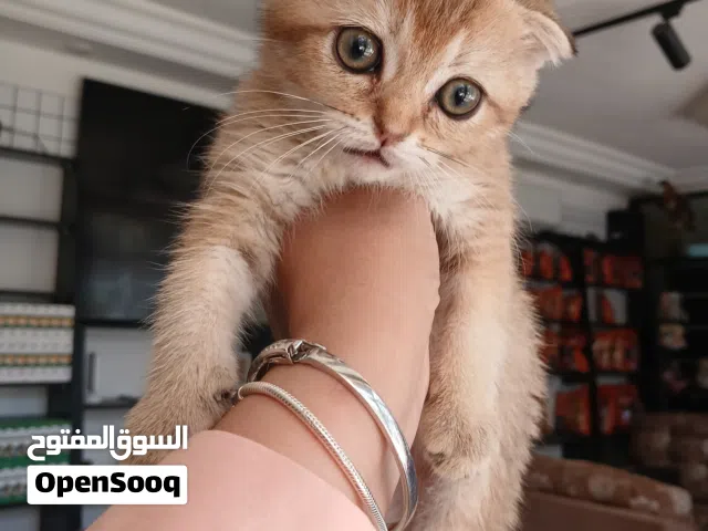 سكوتش فولد غولد