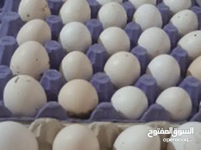 بيض عماني فرنسي مخصب للاكل وللتفقيس بجوده عاليه