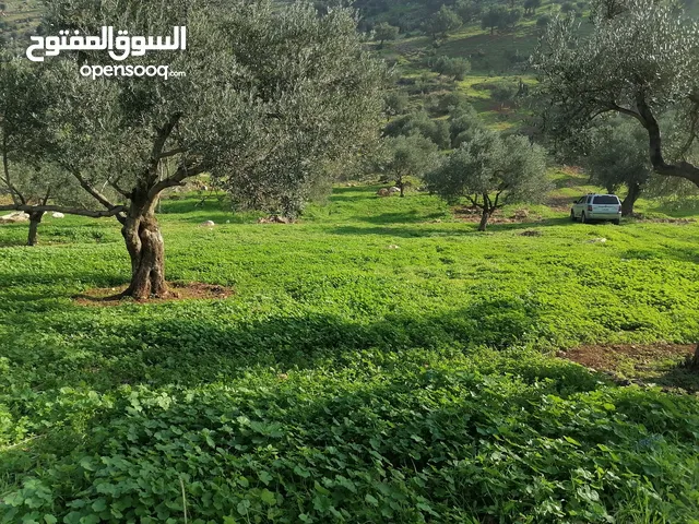 Mixed Use Land for Sale in Ajloun Kuforanja