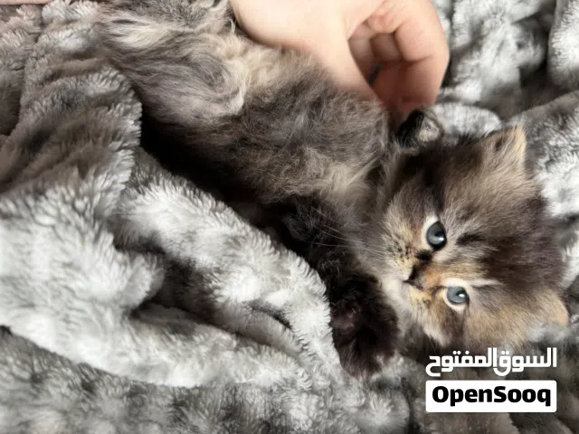 Scottish straight long hair kittens