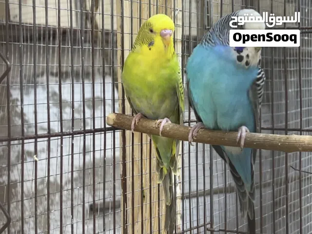 جوز حب دن فالو