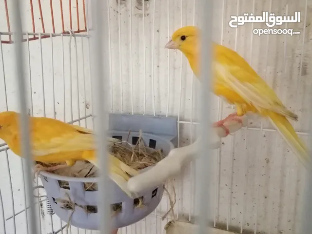 موجود فنجز تقريبا 10 جواز وكنار جوزين جوز لون كرزي وجوز لون جزري غامق كل جوز مع قفص 3معالف للبيع