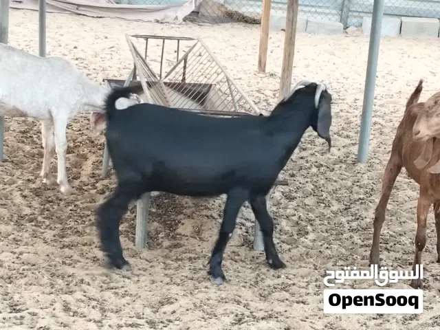 livestock business