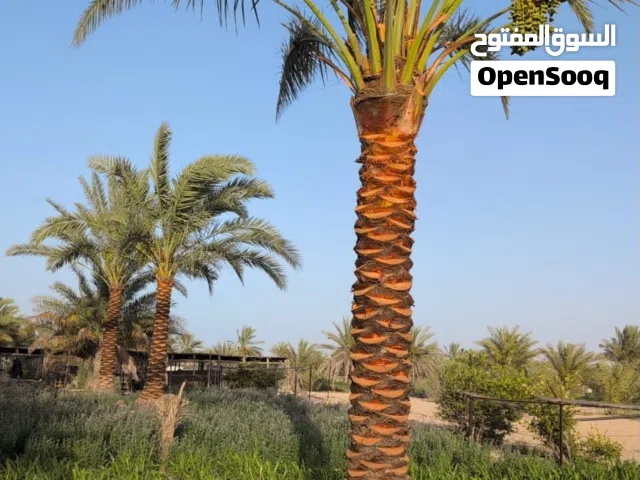 date palm trees for Sale
