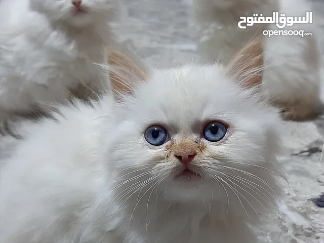 قطط شيرازي للبيع او التبني في ليبيا : افضل سعر