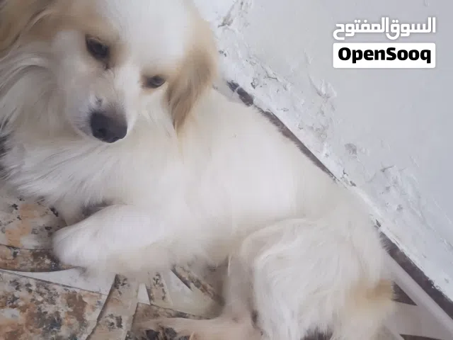 كلب زينه للبيع