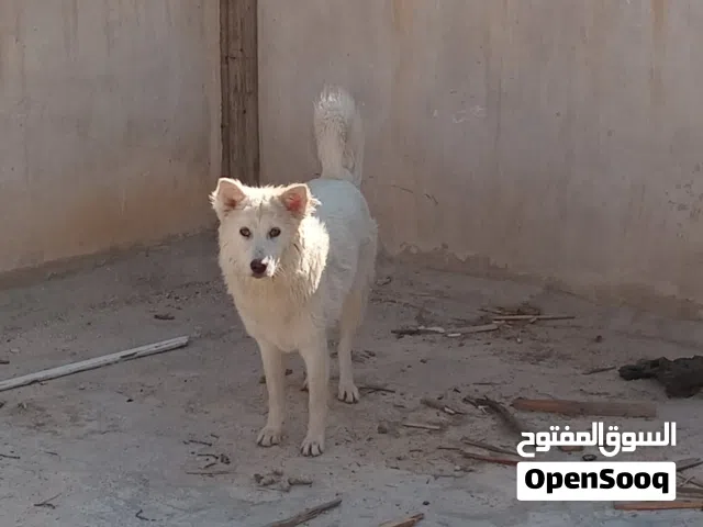 للبيع سعر عرض