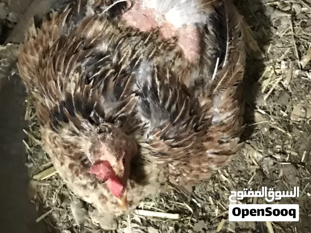 دجاجه گافه صارلها يومين تشيل 20 بيضه