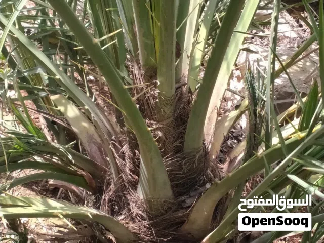 للبيع بدواعي السفر متوفر نخل نسيجي مع الفسايل حط سعرك وتعال شيل