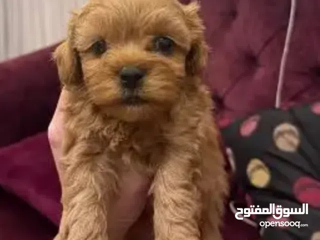 جراوي مالتيبو