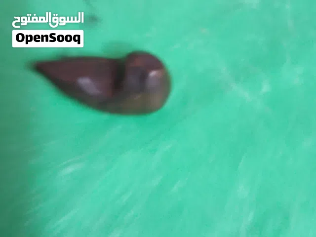 احجار سلطاني