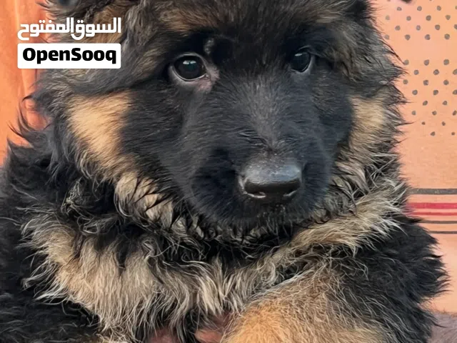 جراوي جيرمن شيبرد لونج هير العمر 50 يوم : Long-haired German Shepherd puppies, 50 days