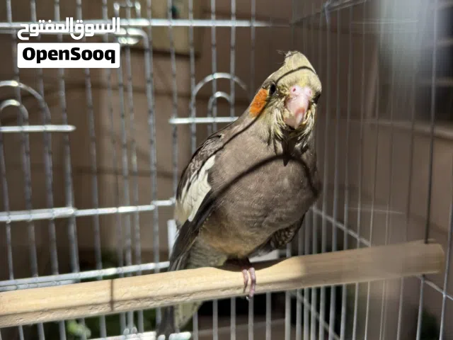 ببغاء كوكتيل