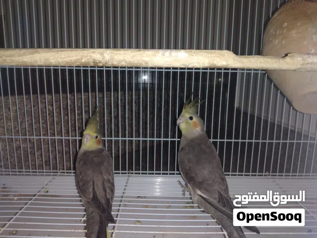 زوج كوكتيل فروخ شبه أليفات