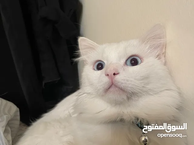 قط ذكر للتبني النوع ( انغورا ) مجانًا Male cat for adoption (Angora) for free