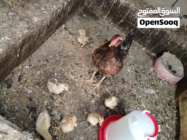 دجاج كويتي للببع
