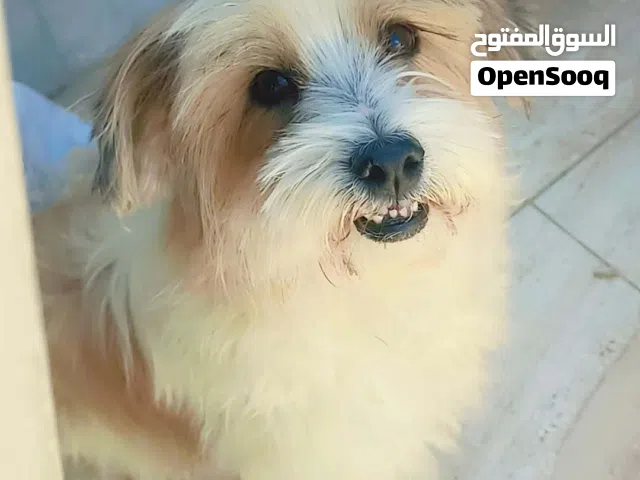 نوعه برنارد فرنسي مدرب