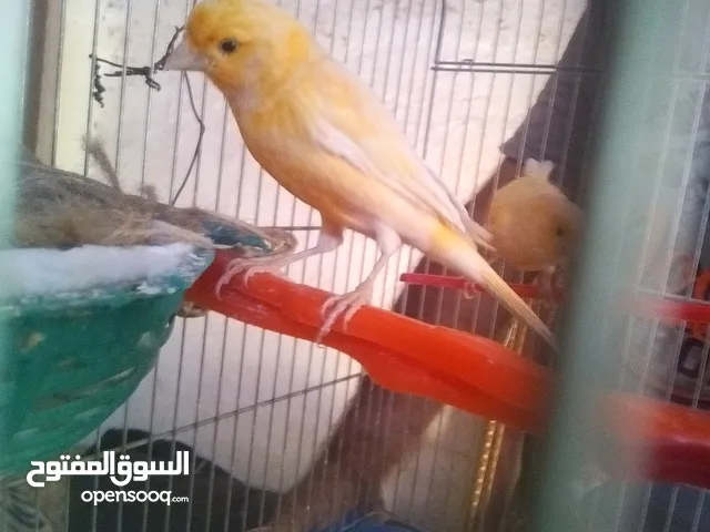 جوزكنار جزري