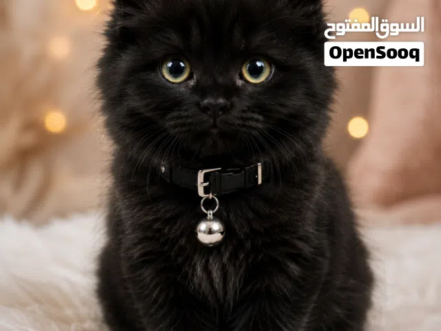 كتن شيرازي