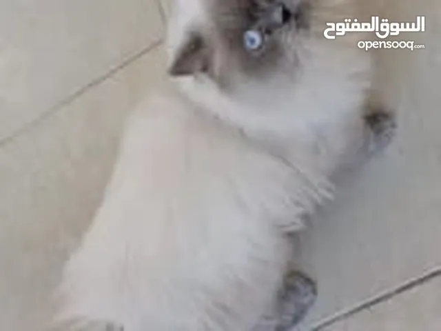قطه هملايا شوكلت و كتنز كتن و سكوتش فولد هادي قطة شبه تبني للتبني
