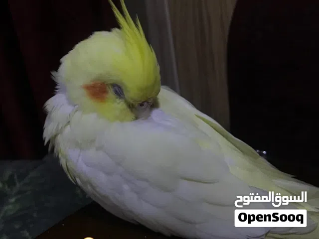 كوكتيل اليف+ اكسسوارات المعروضة